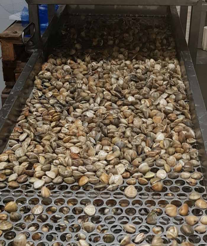 Pescados Daconmar distribución de pescado
