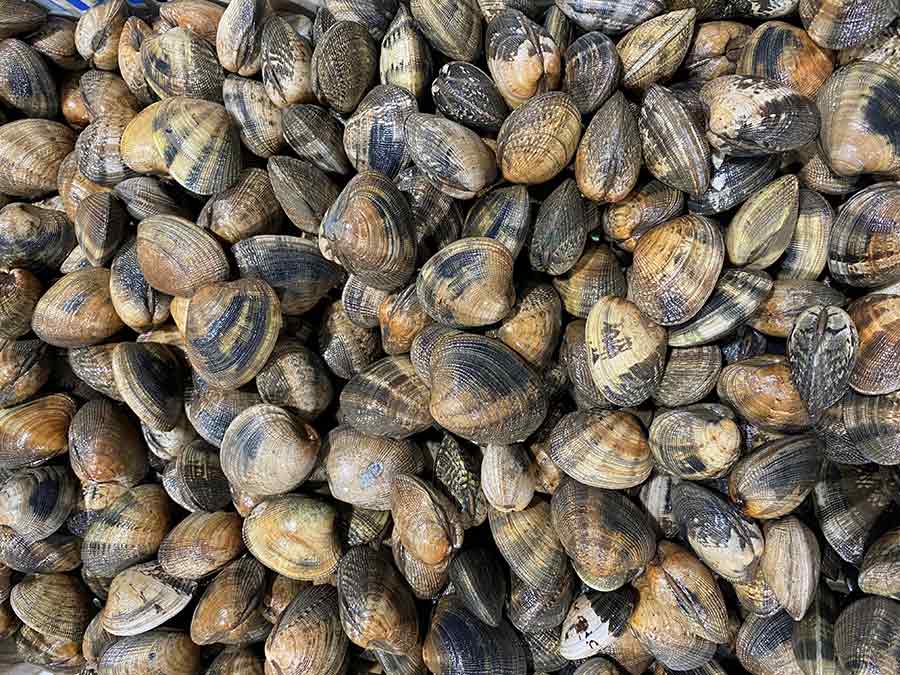 Pescados Daconmar almejas